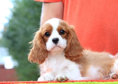 Cavalier king charles spaniel Puppies For Sale In Imphal